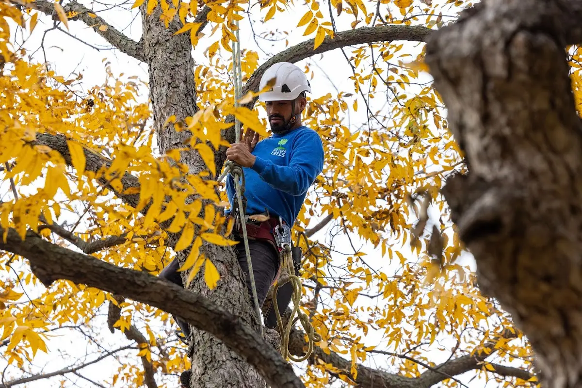 Skilled Tree Trimming crew working in Buena Vista