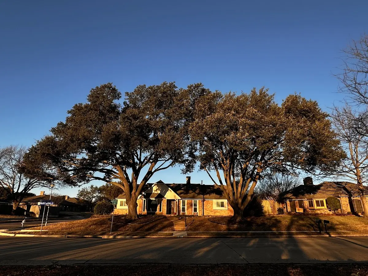 Established residential canopy tree shading a home in Buena Vista